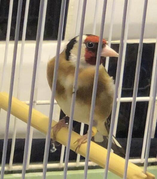 Goldfinches for sale stunning birds Birdtrader