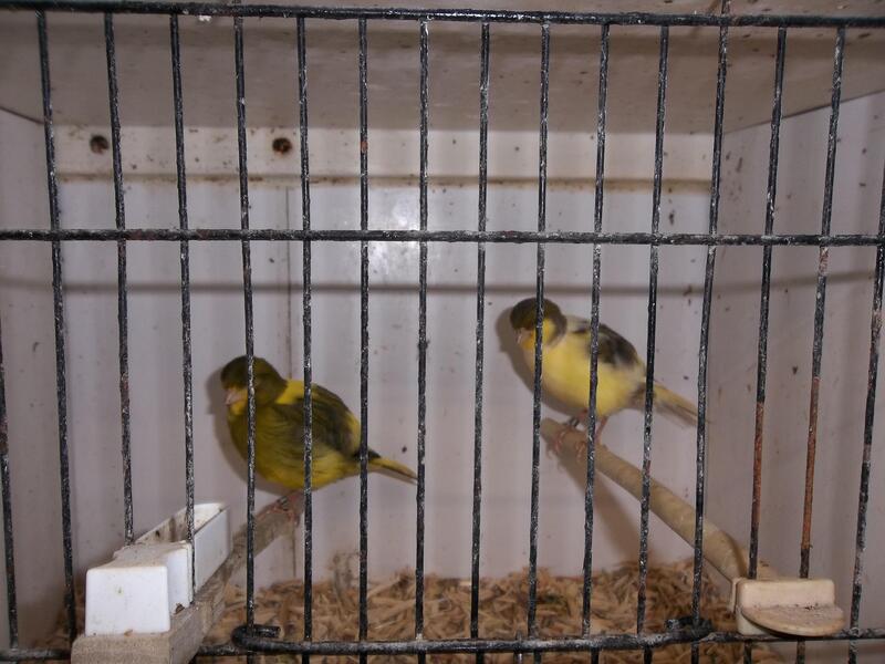 FIFE CANARIES FOR SALE Birdtrader