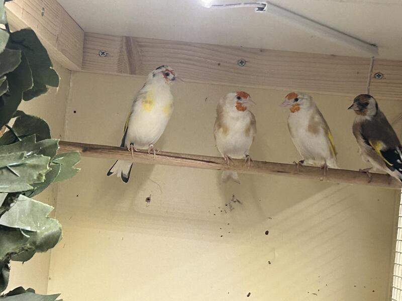 Siberian goldfinches for sale Birdtrader