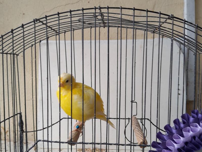 Champion fife canaries for sale in leicestershire Birdtrader