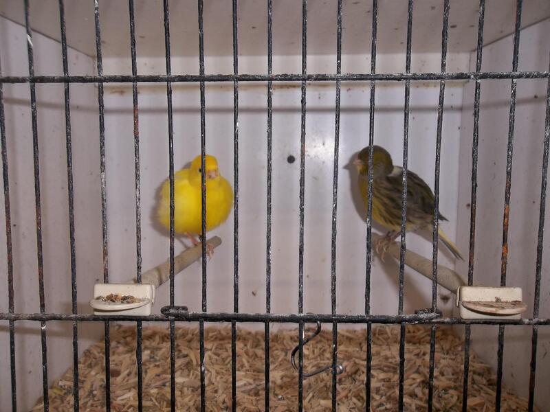 FIFE CANARIES FOR SALE Birdtrader