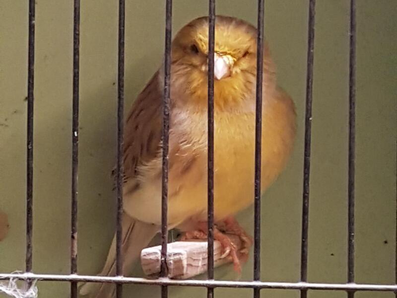 Gloster Canaries FOR SALE JOB LOT 14 birds Birdtrader