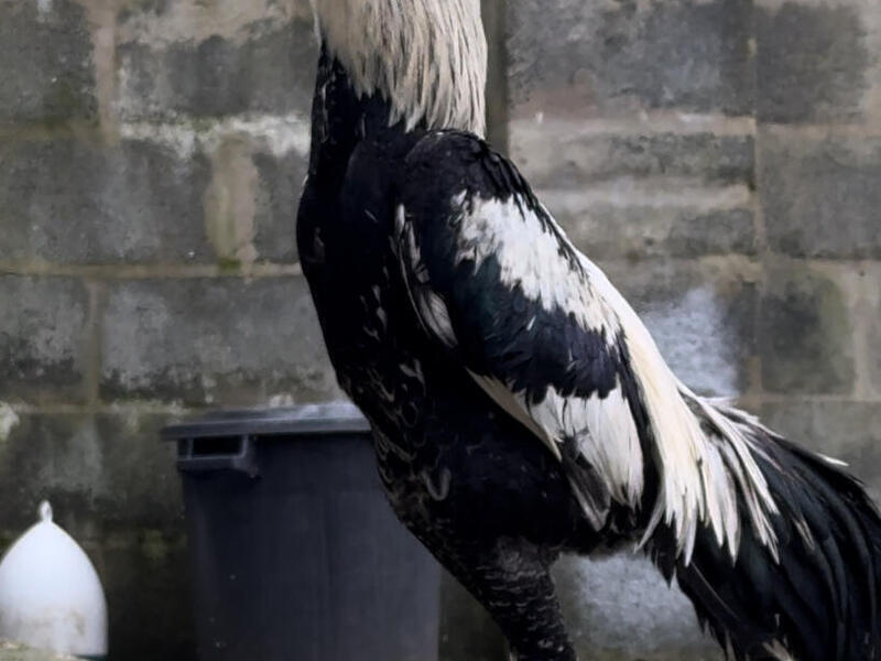 SHAMO ASEEL CHICKENS FOR SALE Birdtrader