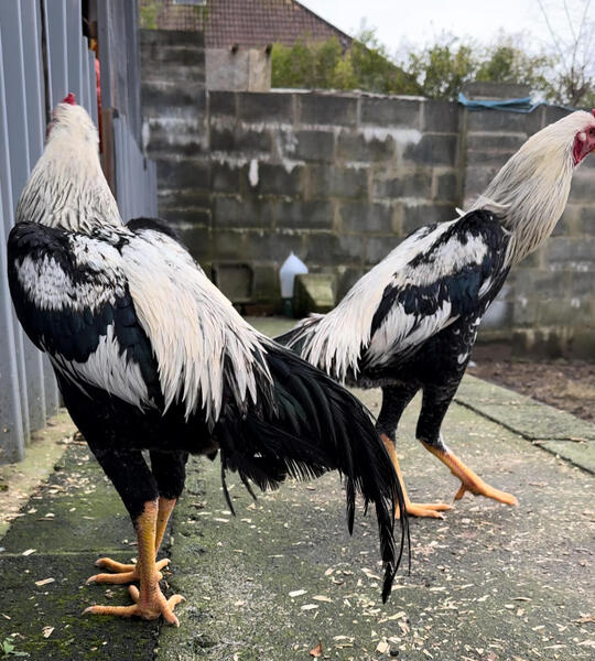 SHAMO CHICKENS FOR SALE Birdtrader