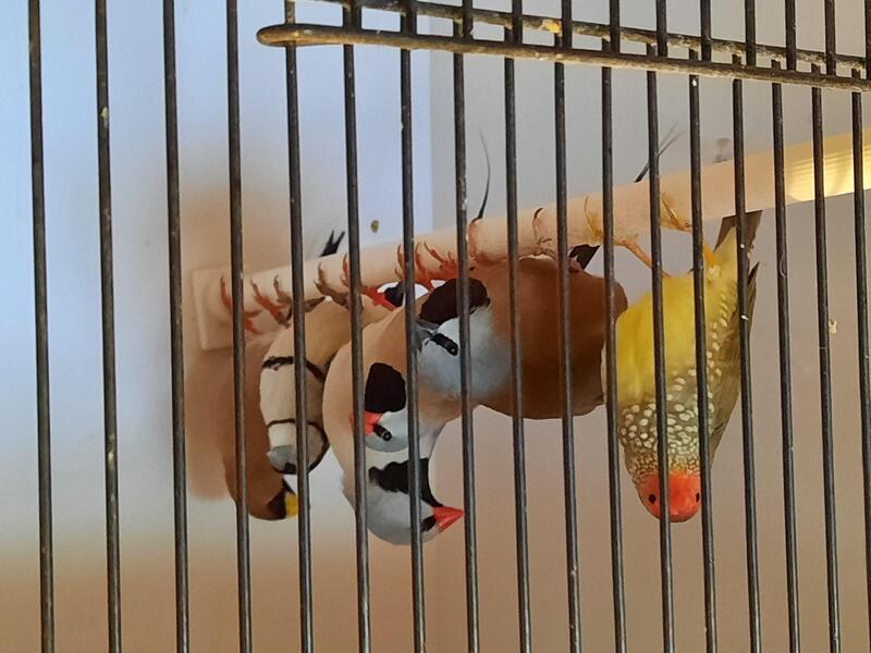 Australian finches for sale Birdtrader