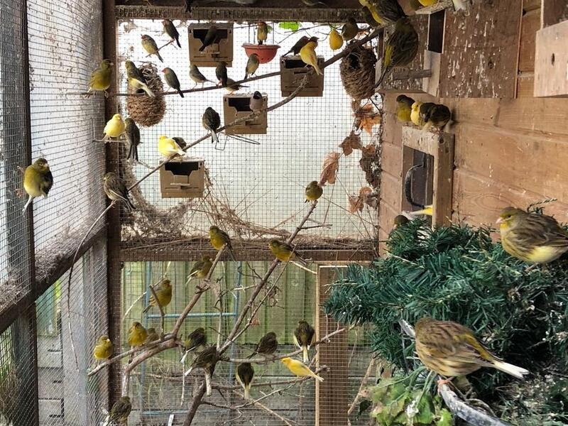 70 Fife Canaries for sale Birdtrader