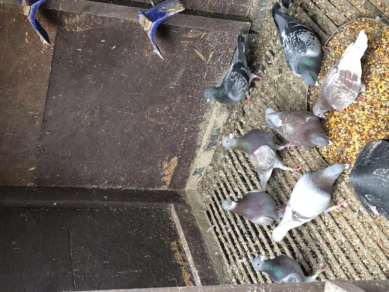 Racing pigeon for sale Birdtrader