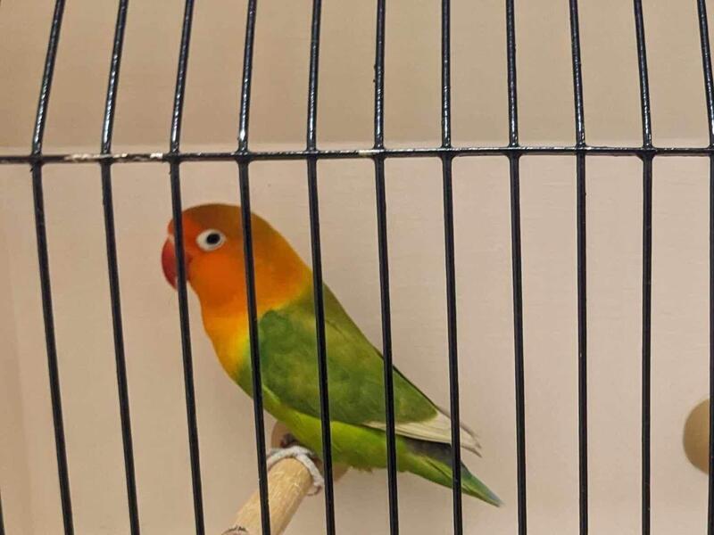 Fischer lovebirds for sale Birdtrader