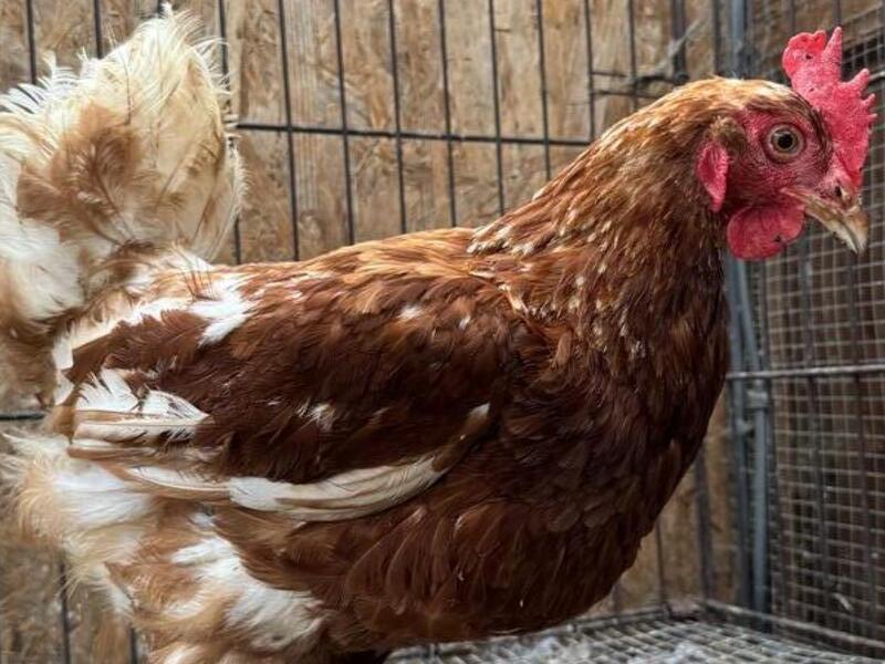LOHMANN BROWN POINT OF LAY HENS FOR SALE Birdtrader