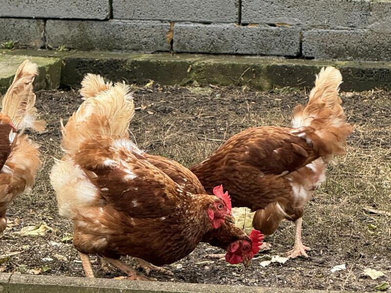 LOHMANN BROWN POINT OF LAY HENS FOR SALE Birdtrader