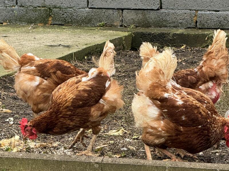 LOHMANN BROWN POINT OF LAY HENS FOR SALE Birdtrader