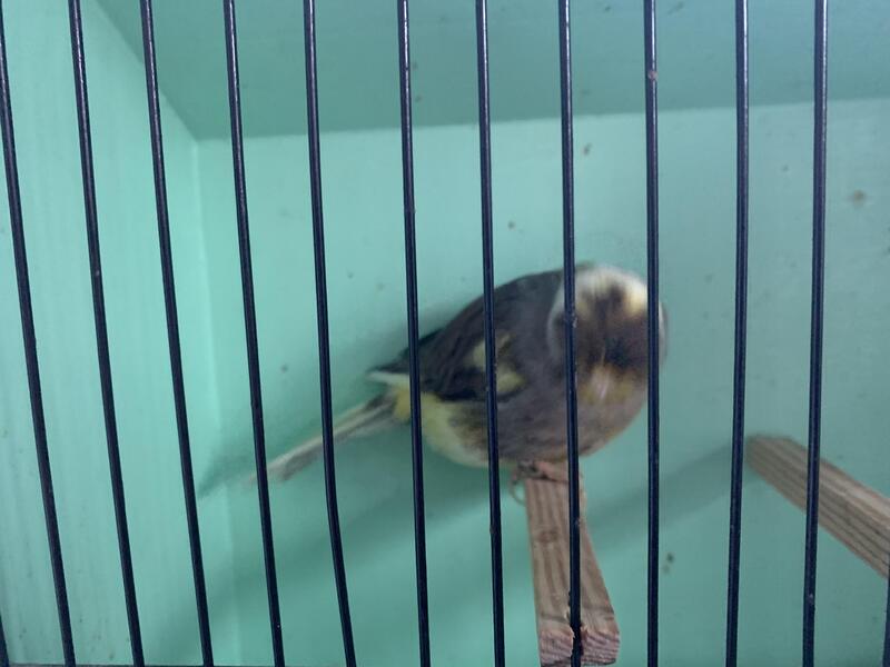 Gloster & Fife Canaries For Sale Birdtrader