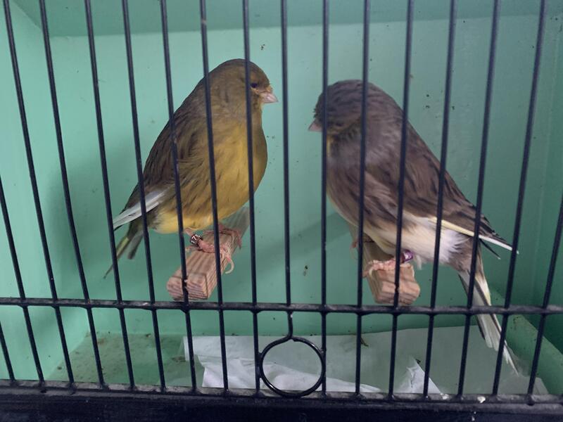 Gloster & Fife Canaries For Sale Birdtrader