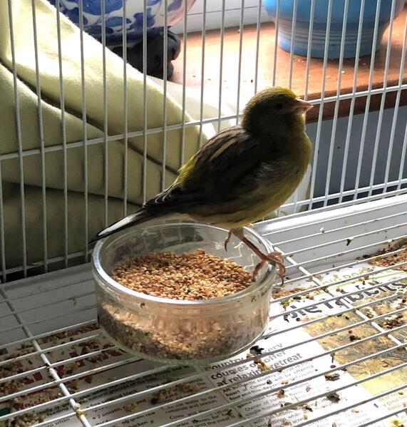 Proven Pair Fife Canaries Birdtrader
