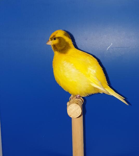 Free to good home quality Fife canaries Birdtrader