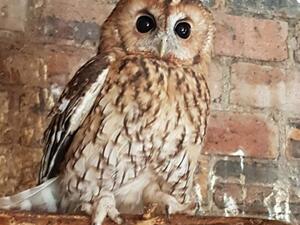Owls for sale | Birdtrader
