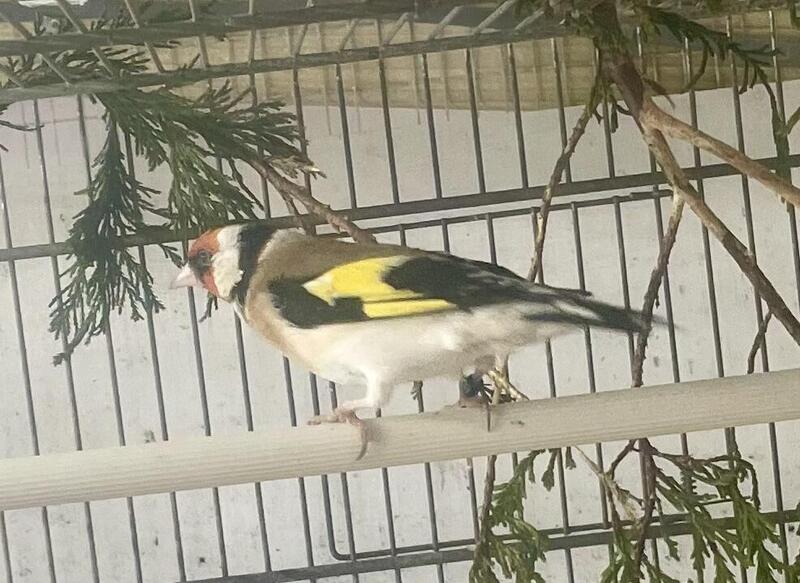 Siberian Goldfinch for sale Birdtrader