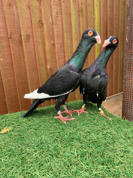 Rare pigeons for sale one pair only on in London | Birdtrader