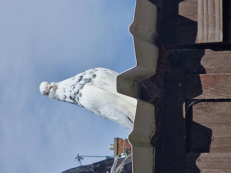 TUMBLER PIGEONS for sale Birdtrader
