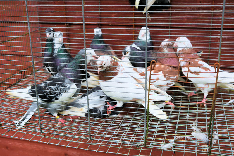 Birmingham Rollers for sale Birdtrader