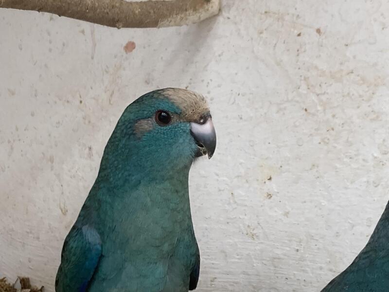 for sale blue / cream and split for cream tree month old kakarikis