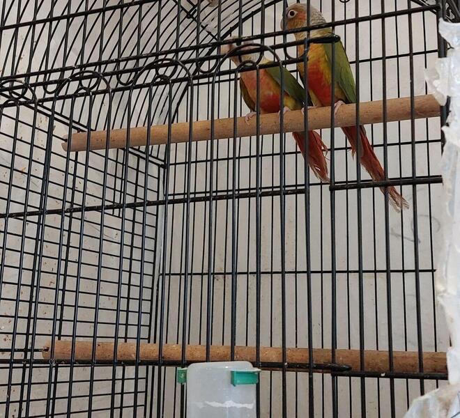 Breeding red factor pineapple conure pair&Handreared tamed baby conures