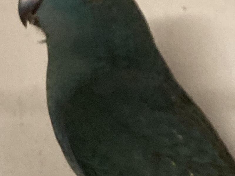 for sale, kakarikis.three months old both male and female,Blue in colour also some creams