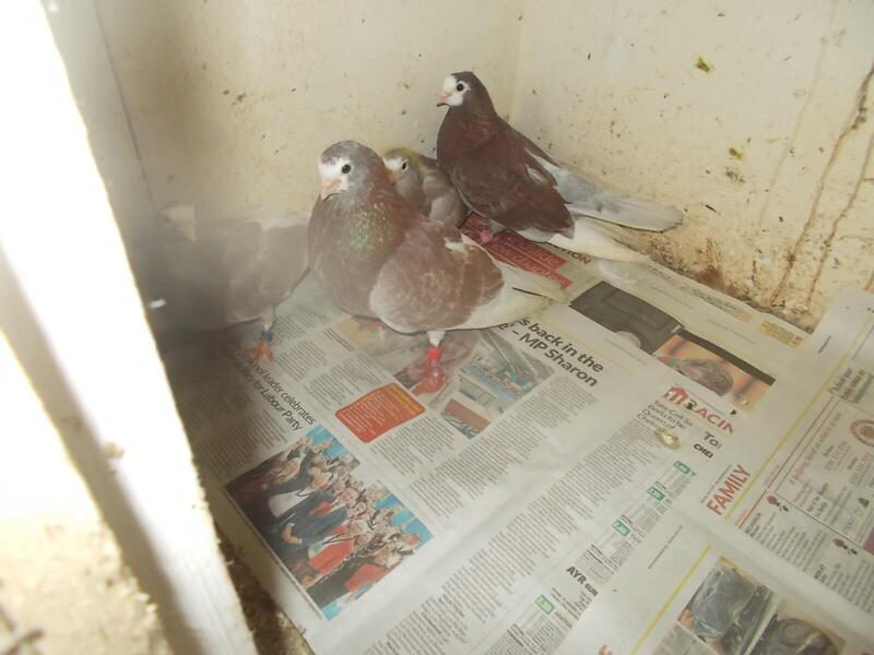 WOLVERHAMPTON TUMBLERS BADGES.. Birdtrader