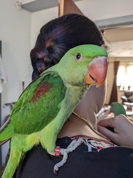 2 Baby Alexandrine Parrots for Sale Birdtrader