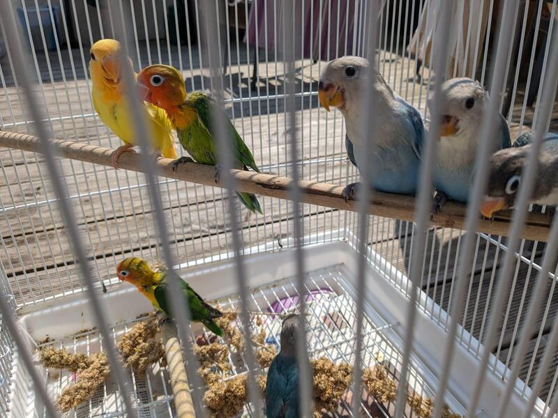 Baby Love Bird for Sale Birdtrader