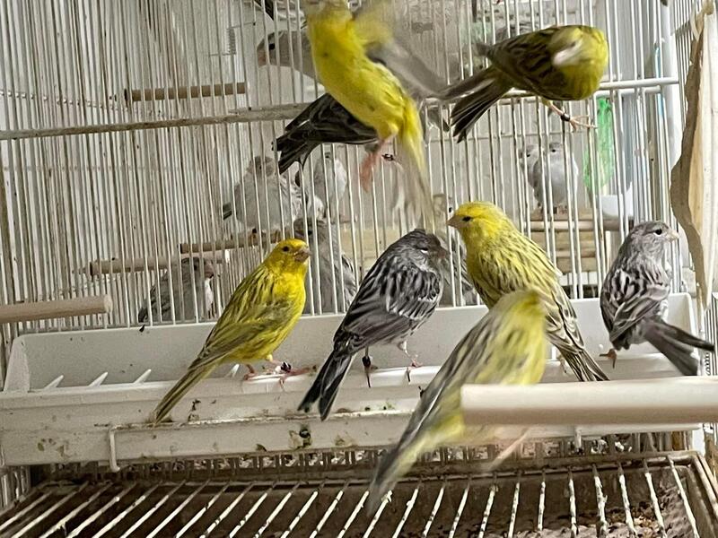Canaries for sale Birdtrader