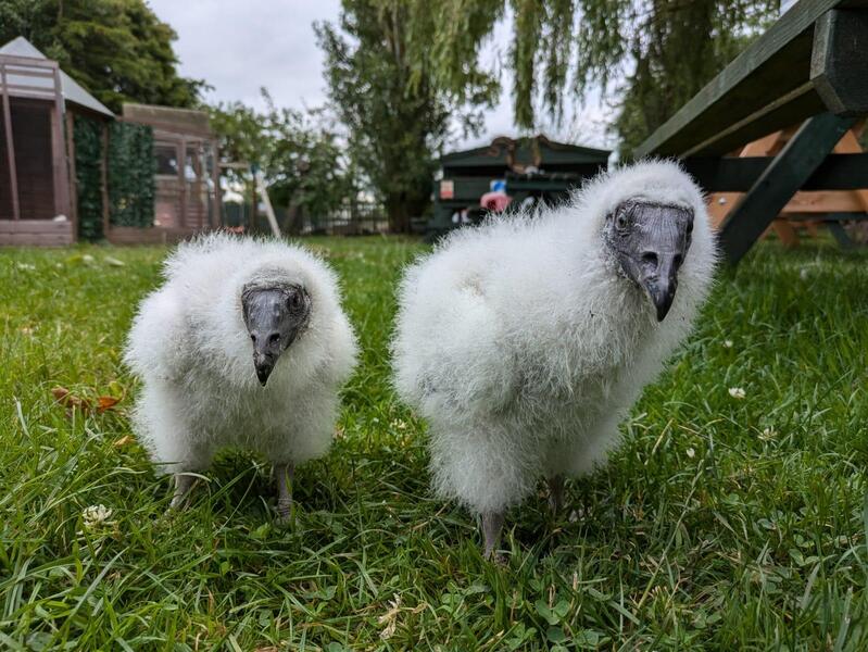 2024 Turkey Vultures for Sale Birdtrader