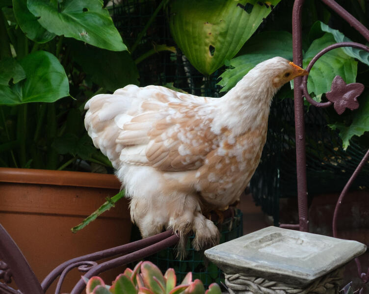 Pekin Bantam PulletsMillefleur Bred 2024 hatched Lovely Birds