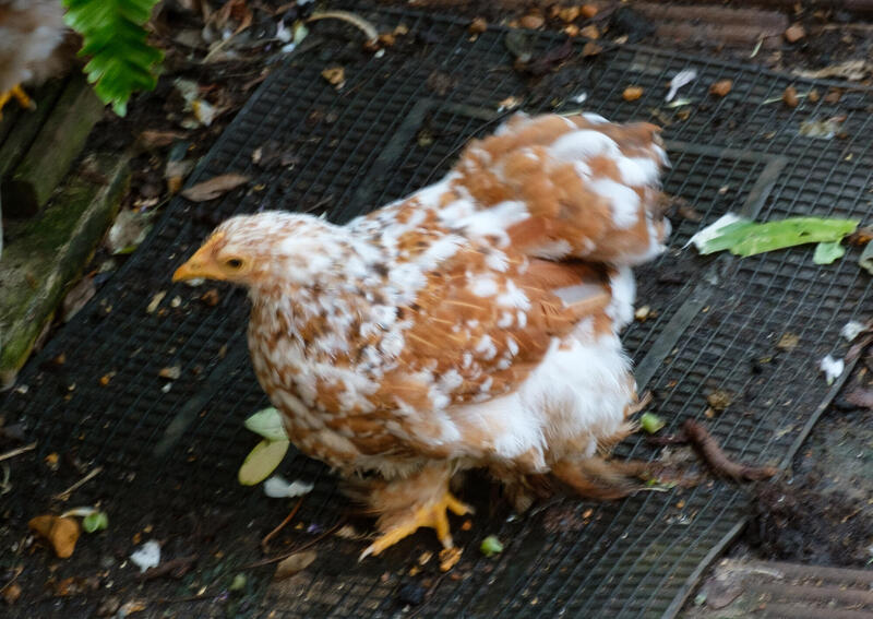Pekin Bantam PulletsMillefleur Bred 2024 hatched Lovely Birds