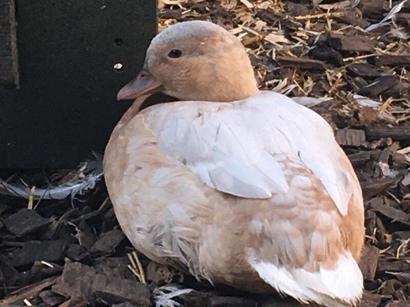 TRIO OF APRICOT CALL DUCKS Birdtrader