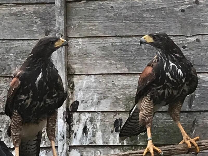 2024-female-harris-hawks-786876-1_800X60