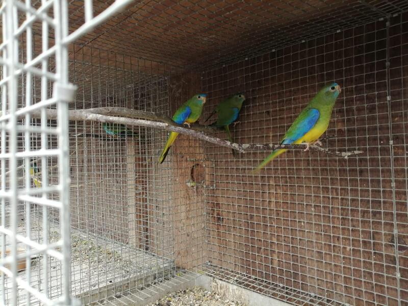 For Sale 2024 Pairs of Turquoisines Birdtrader