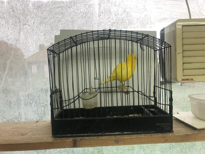 Champion Fife Canary’s Birdtrader