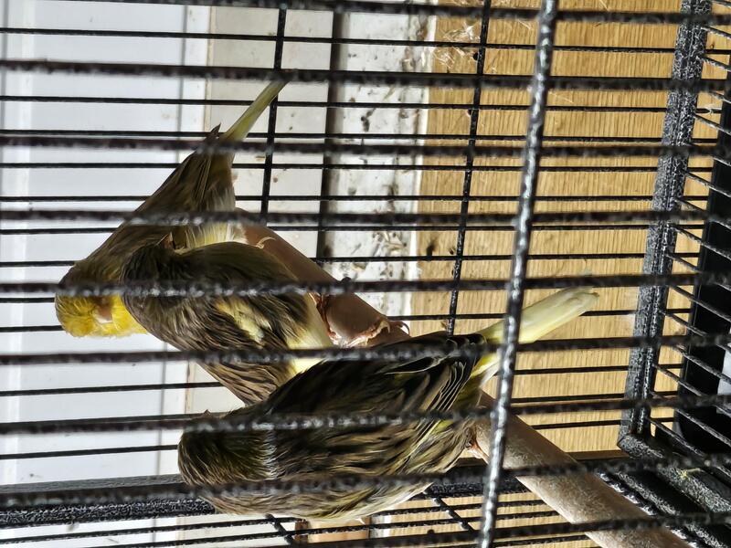 Gloster canaries for sale. Birdtrader