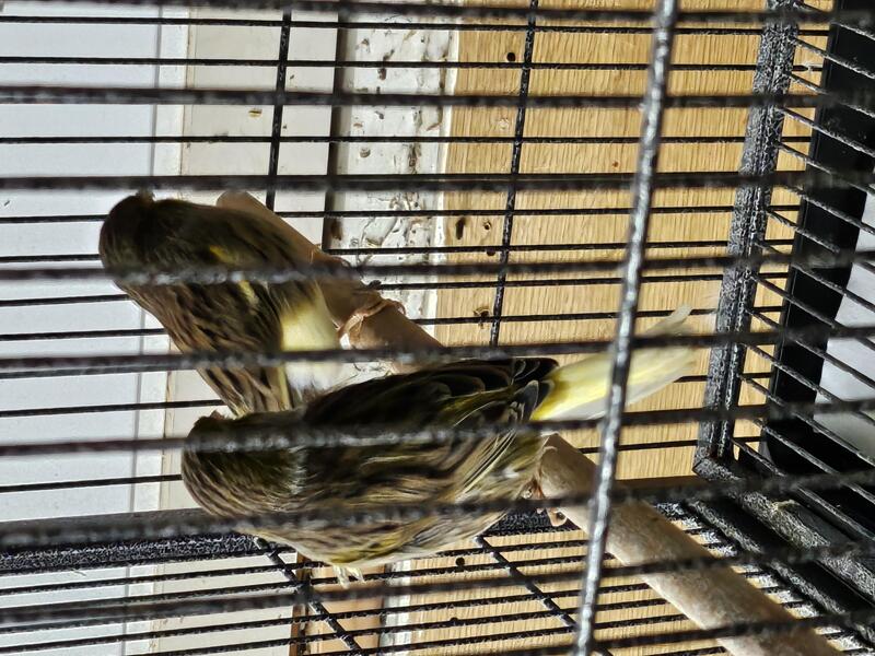 Gloster canaries for sale. Birdtrader