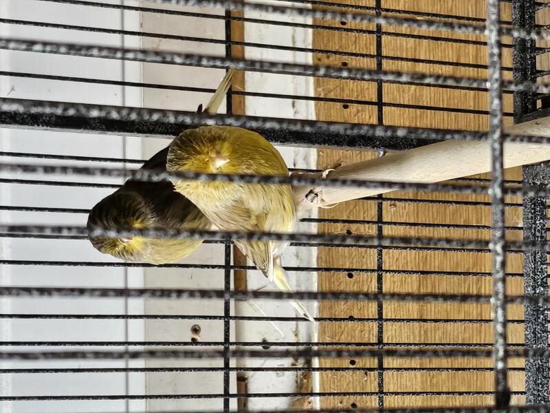 Gloster canaries for sale. Birdtrader