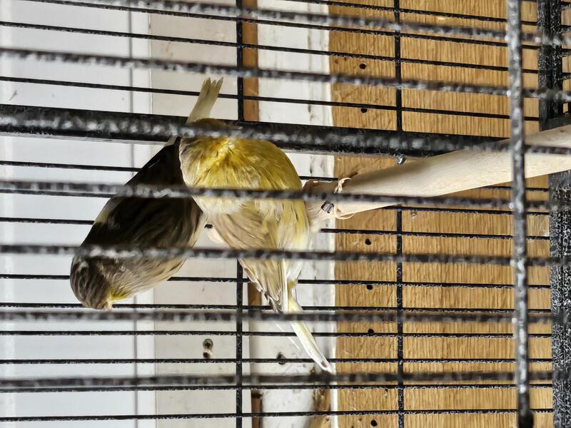 Gloster canaries for sale. Birdtrader