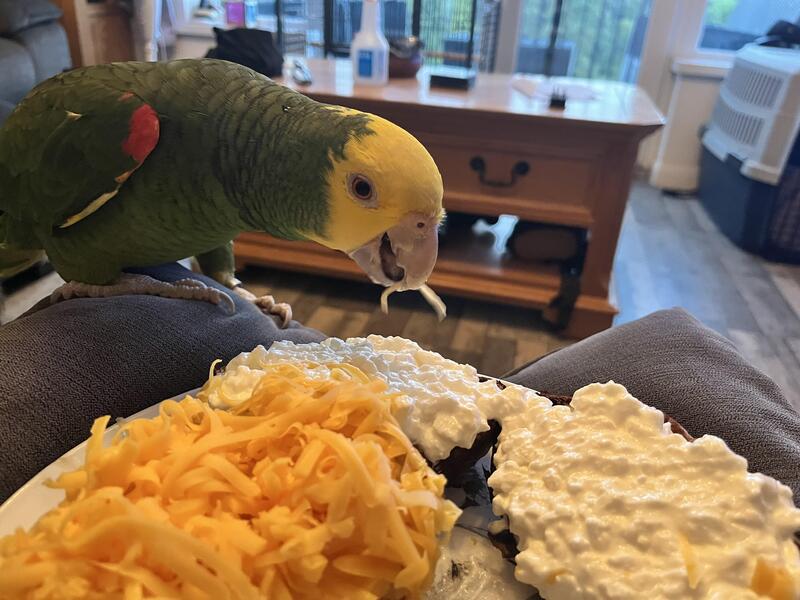 Yellow headed Amazon pepper Birdtrader