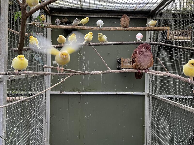 Assorted 2024 bred fife canary’s Birdtrader