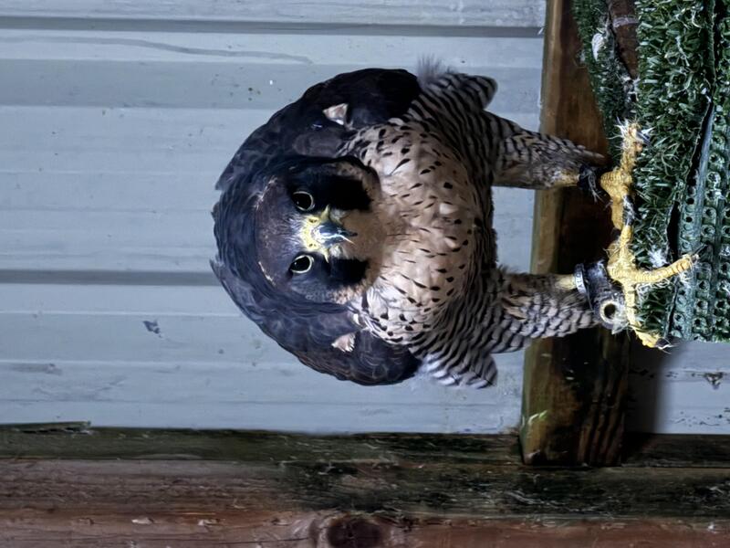 Egg laying Peregrine Birdtrader