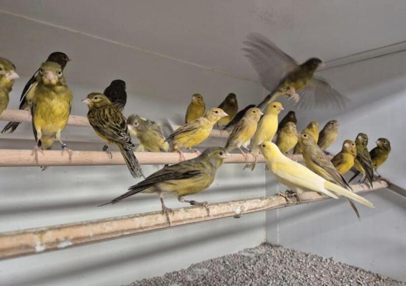 Canaries for sale Birdtrader