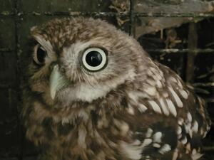 Owls for sale | Birdtrader