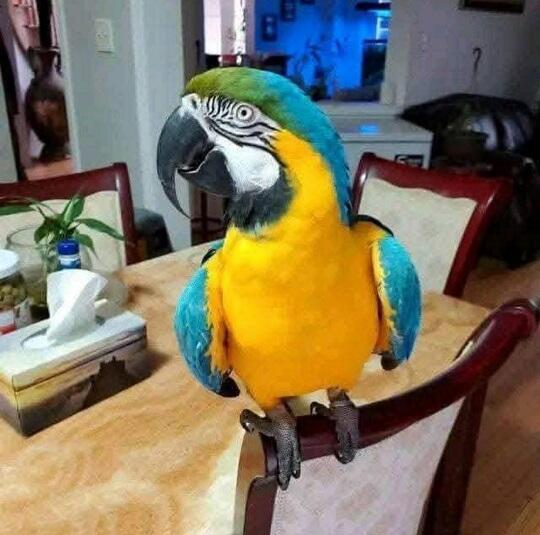 Picture of Blue and Gold macaw male with cage | Birdtrader