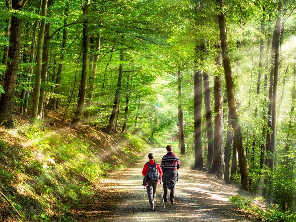 Der MysteriГ¶se Wald Der MysteriГ¶se Wald