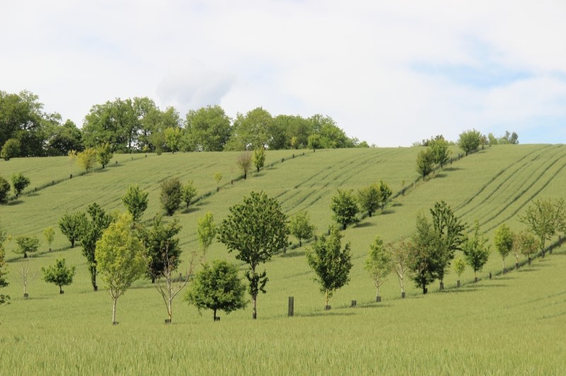 Comment L agroforesterie Peut elle Aider L agriculture EcoTree